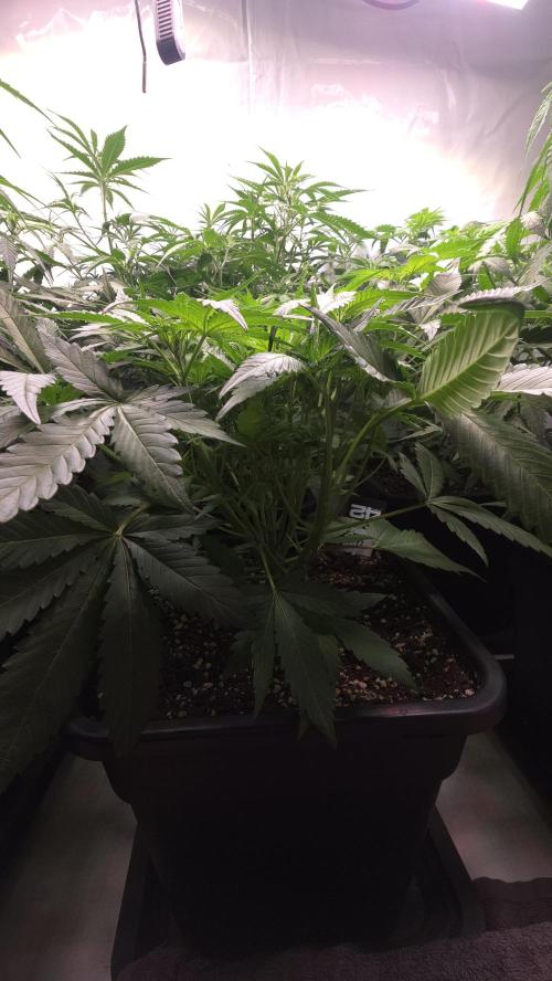 Gorilla Cookies Auto phenohunt #6. Week 5