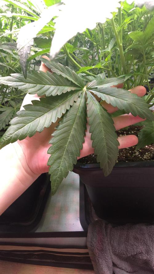 Gorilla Cookies Auto phenohunt #6. Week 5