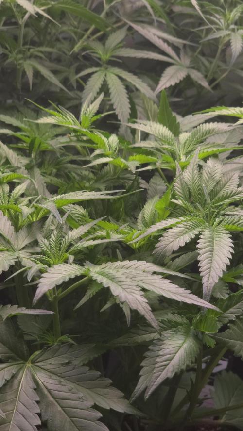 Gorilla Cookies Auto phenohunt #6. Week 5