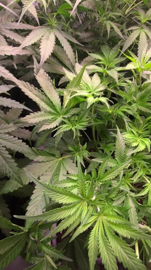 Gorilla Cookies Auto phenohunt #6