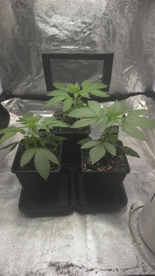 Papayton phenohunt. Week 3