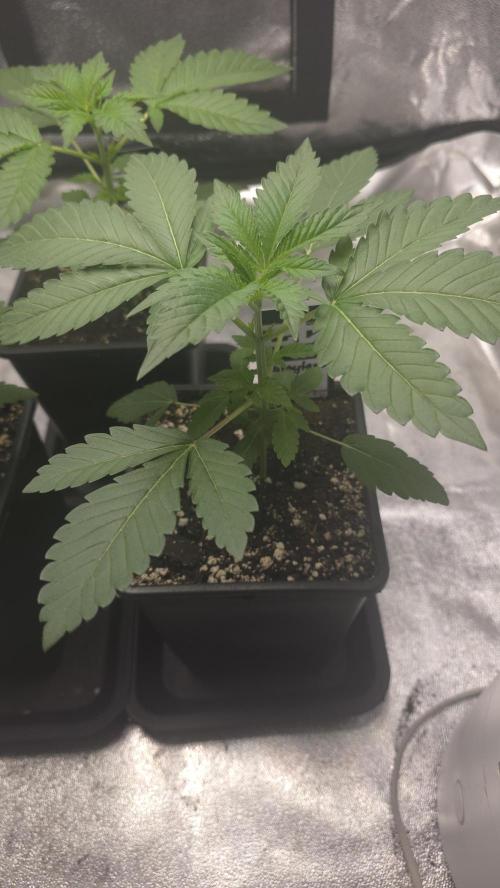 Papayton phenohunt. Week 3