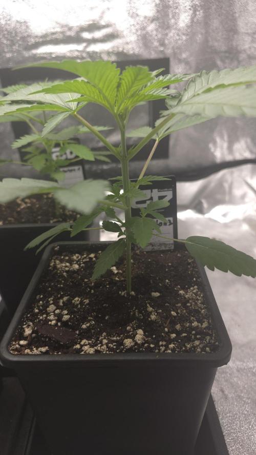 Papayton phenohunt. Week 3