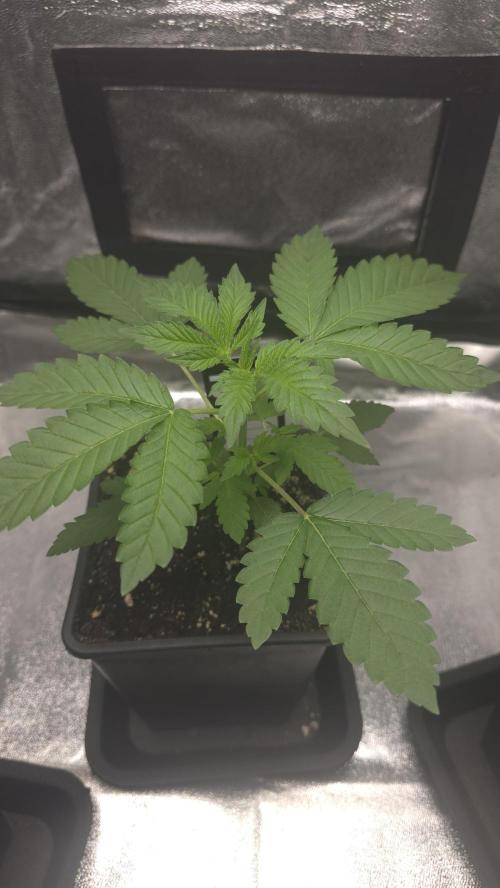 Papayton phenohunt. Week 3