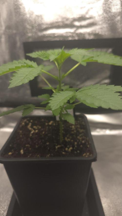 Papayton phenohunt. Week 3