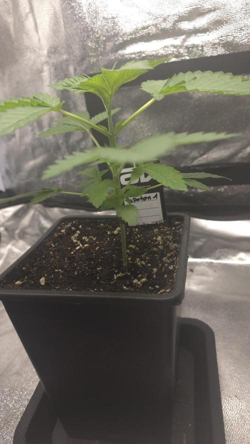 Papayton phenohunt. Week 3