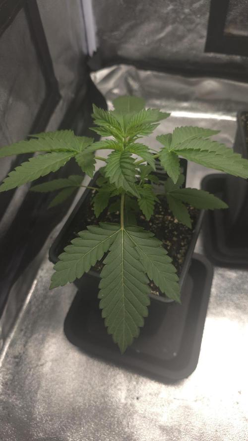 Papayton phenohunt. Week 3