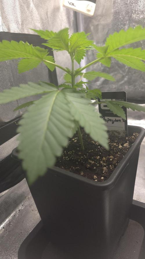 Papayton phenohunt. Week 3