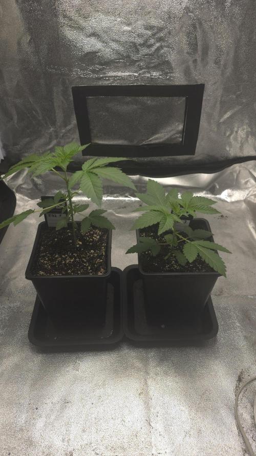 Z42 phenohunt. Week 3