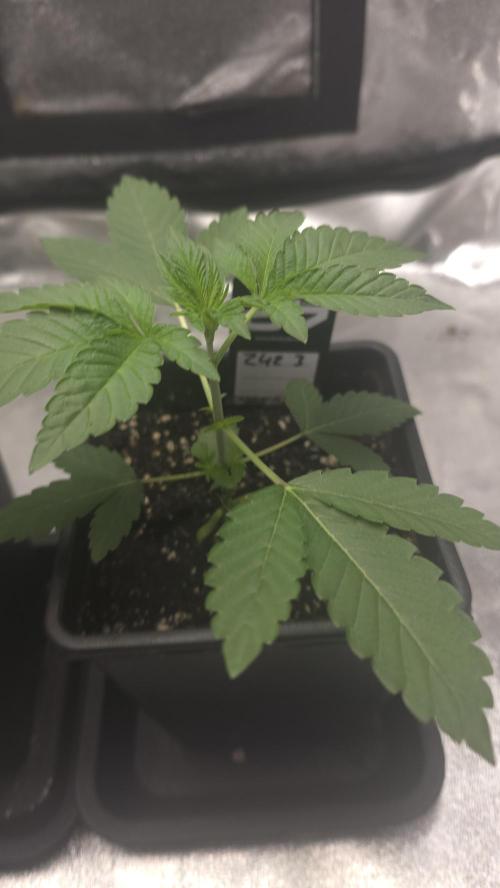 Z42 phenohunt. Week 3