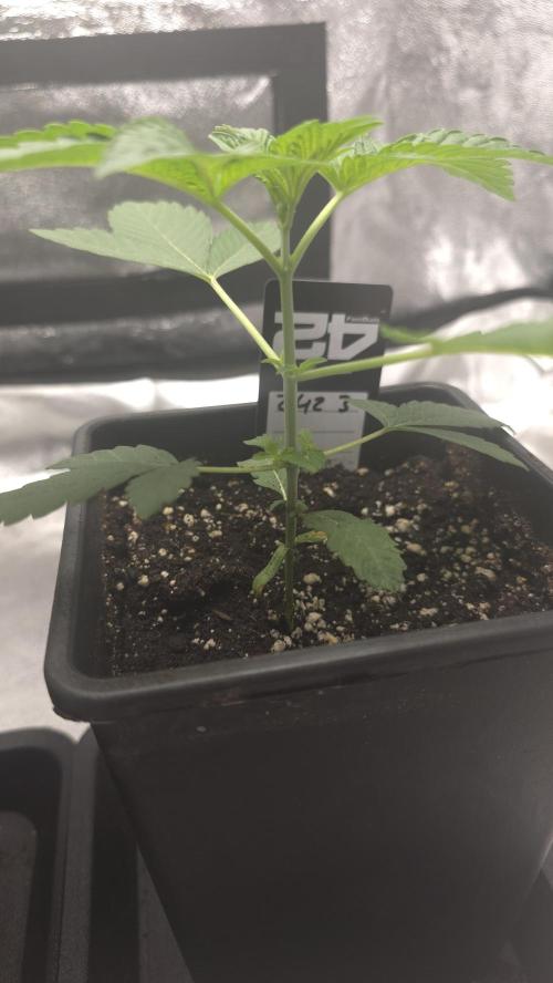 Z42 phenohunt. Week 3