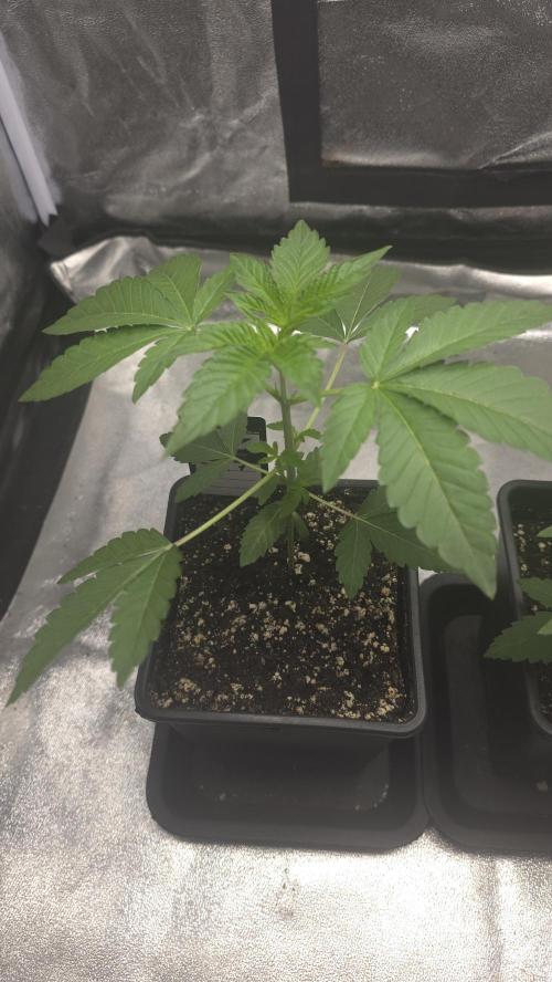 Z42 phenohunt. Week 3