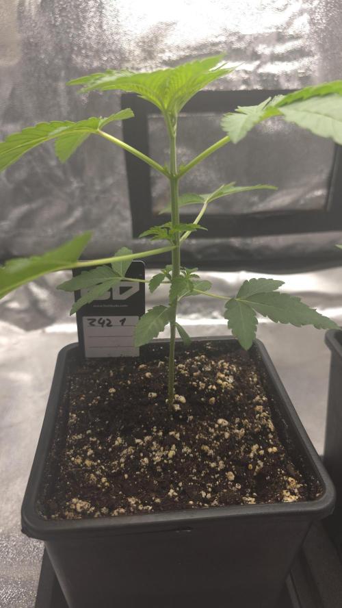 Z42 phenohunt. Week 3
