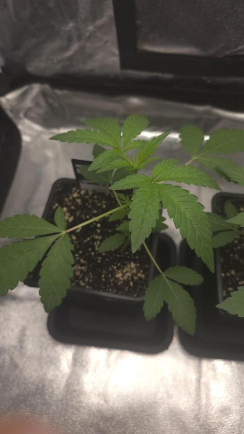 Biscotti Gelato phenohunt. Week 3