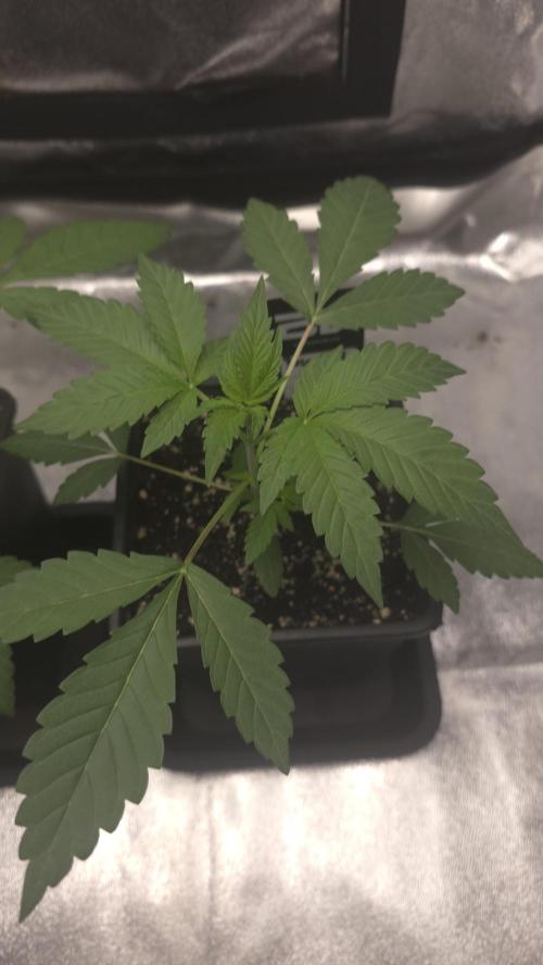 Biscotti Gelato phenohunt. Week 3