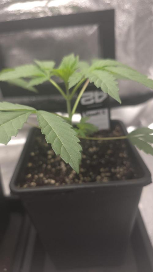 Biscotti Gelato phenohunt. Week 3