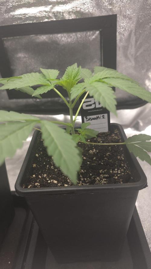 Biscotti Gelato phenohunt. Week 3