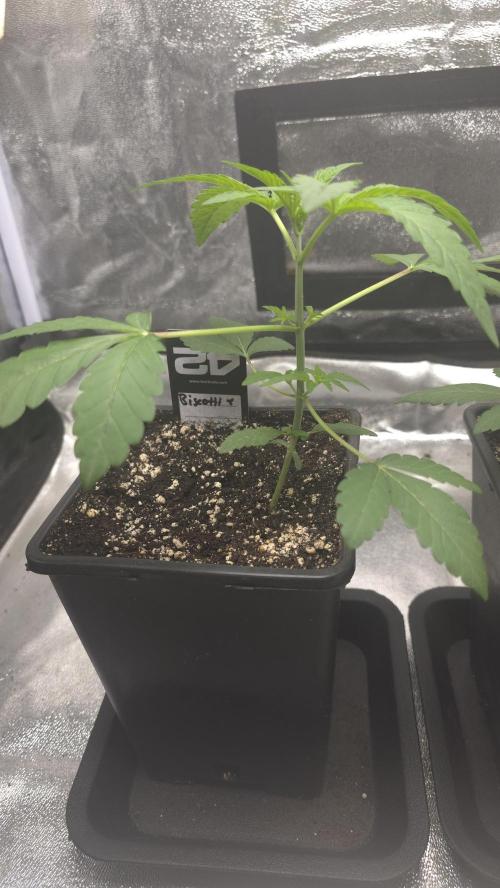 Biscotti Gelato phenohunt. Week 3