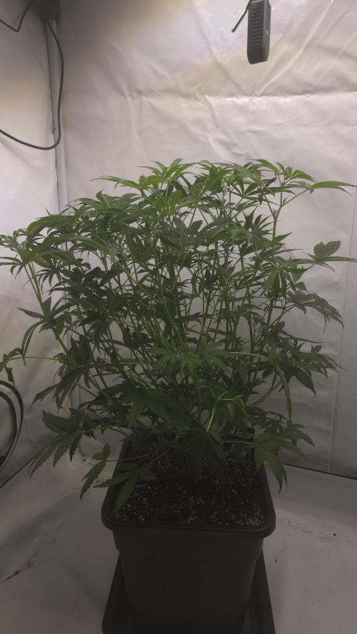 Gorilla Cookies Auto phenohunt #1. Week 6