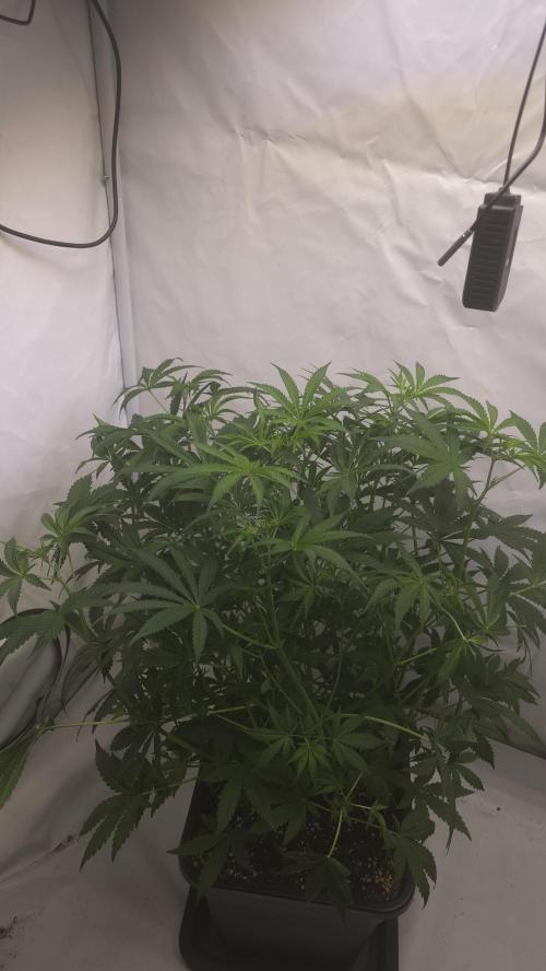 Gorilla Cookies Auto phenohunt #1. Week 6