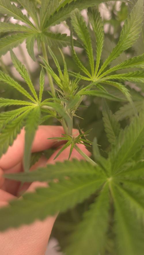 Gorilla Cookies Auto phenohunt #1. Week 6