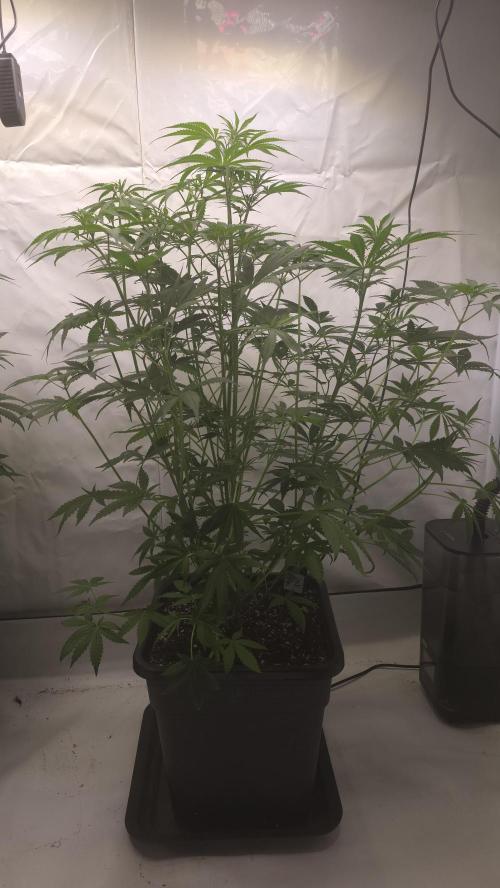 Gorilla Cookies Auto phenohunt #2. Week 6