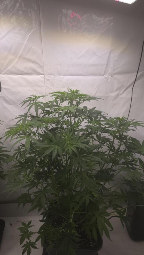 Gorilla Cookies Auto phenohunt #2. Week 6