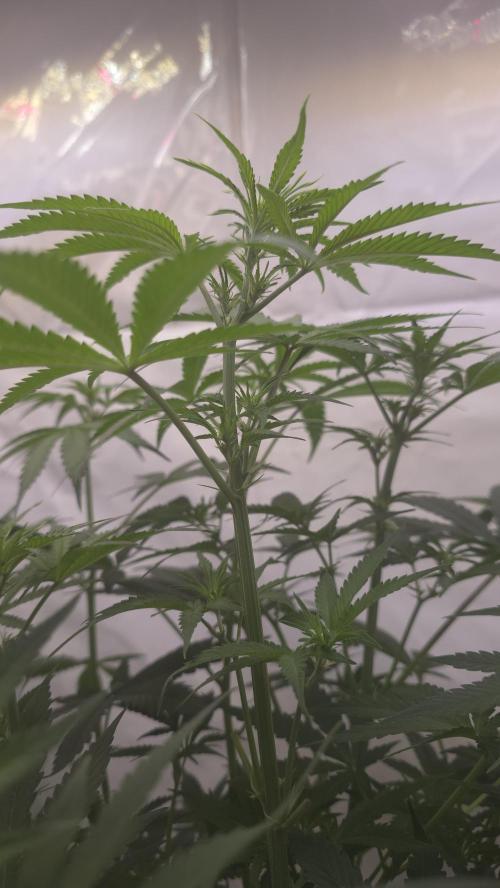 Gorilla Cookies Auto phenohunt #2. Week 6