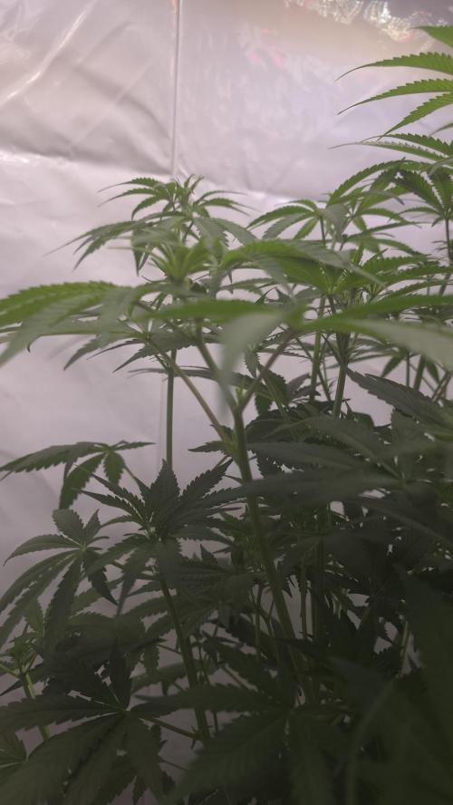 Gorilla Cookies Auto phenohunt #2. Week 6