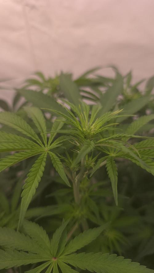 Gorilla Cookies Auto phenohunt #2. Week 6