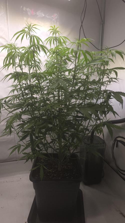 Gorilla Cookies Auto phenohunt #3. Week 6