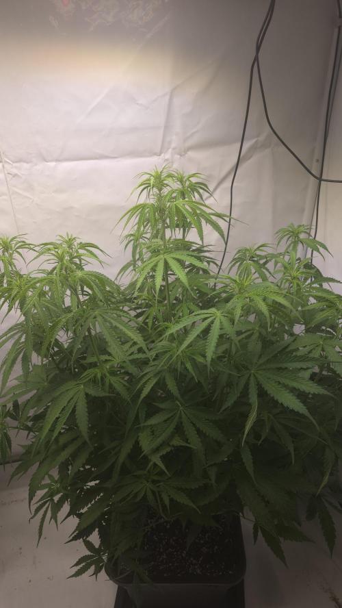 Gorilla Cookies Auto phenohunt #3. Week 6