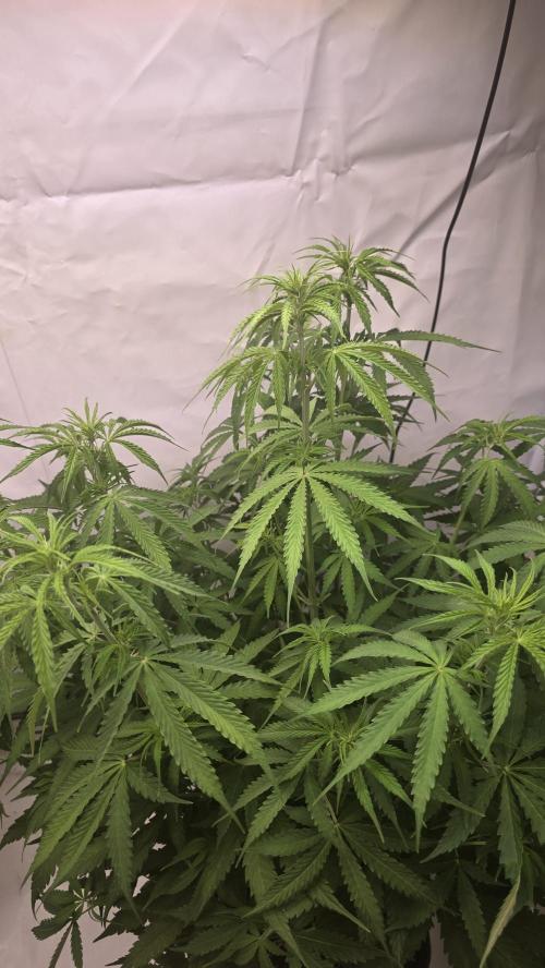 Gorilla Cookies Auto phenohunt #3. Week 6