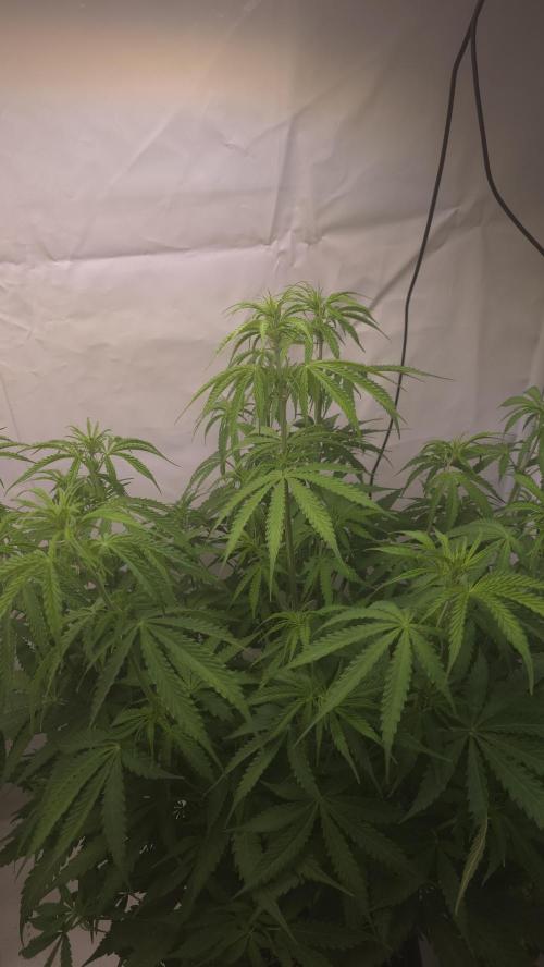 Gorilla Cookies Auto phenohunt #3. Week 6