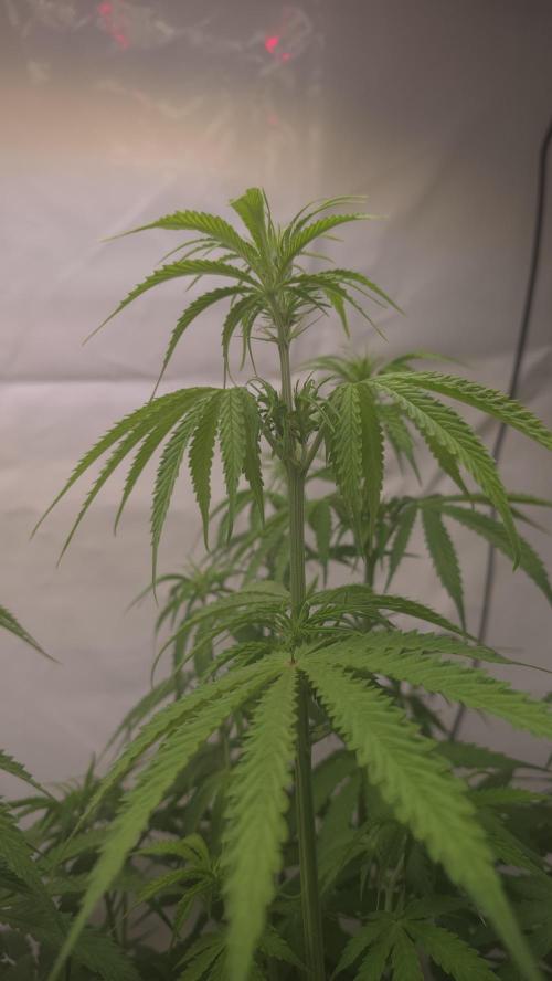 Gorilla Cookies Auto phenohunt #3. Week 6