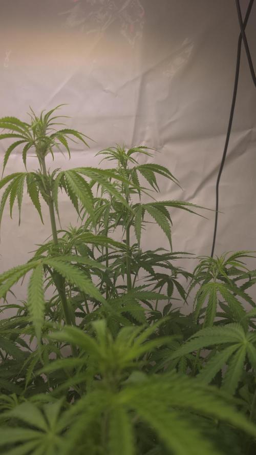 Gorilla Cookies Auto phenohunt #3. Week 6