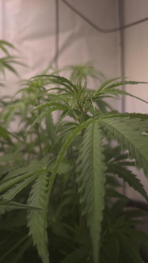 Gorilla Cookies Auto phenohunt #3. Week 6