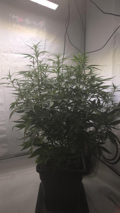 Gorilla Cookies Auto phenohunt #4. Week 6