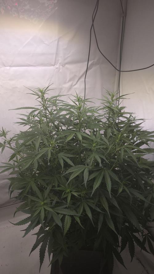 Gorilla Cookies Auto phenohunt #4. Week 6