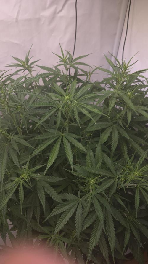 Gorilla Cookies Auto phenohunt #4. Week 6