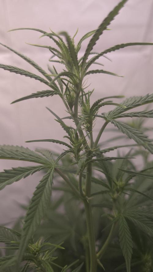 Gorilla Cookies Auto phenohunt #4. Week 6