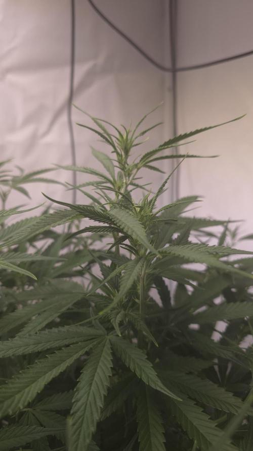 Gorilla Cookies Auto phenohunt #4. Week 6