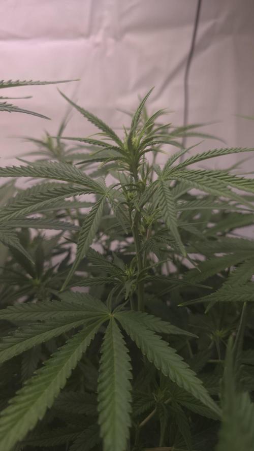 Gorilla Cookies Auto phenohunt #4. Week 6