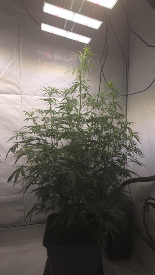 Gorilla Cookies Auto phenohunt #5. Week 6