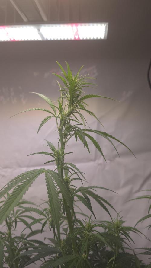 Gorilla Cookies Auto phenohunt #5. Week 6
