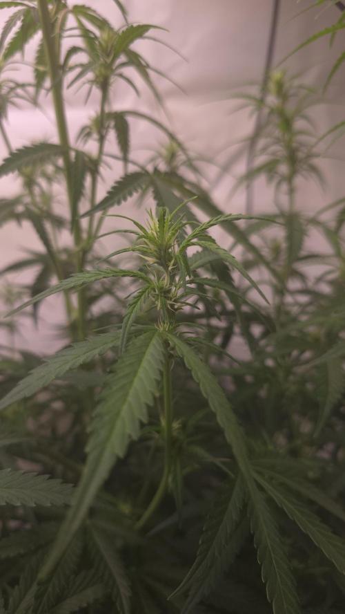 Gorilla Cookies Auto phenohunt #5. Week 6