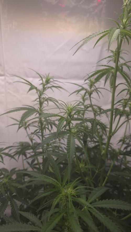 Gorilla Cookies Auto phenohunt #5. Week 6
