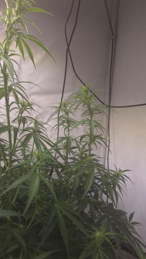 Gorilla Cookies Auto phenohunt #5. Week 6