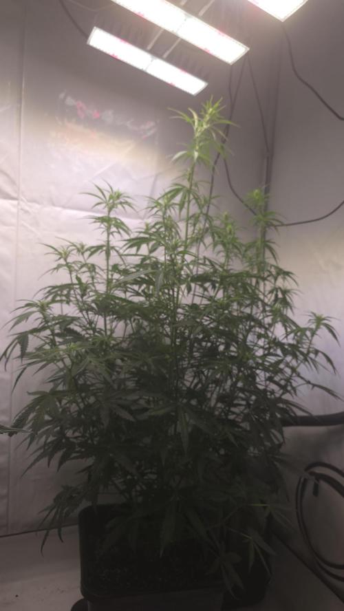 Gorilla Cookies Auto phenohunt #5. Week 6
