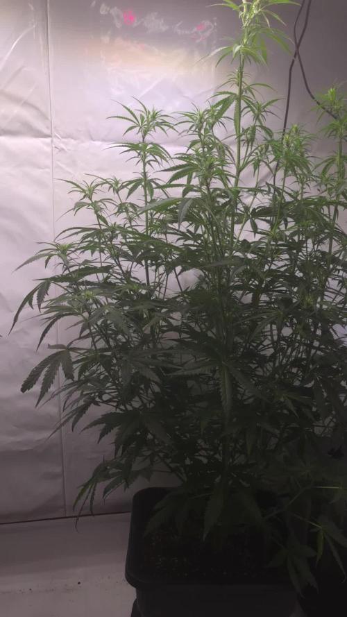 Gorilla Cookies Auto phenohunt #5
